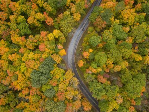 Bird eye view of winding road and fall leaves on trees