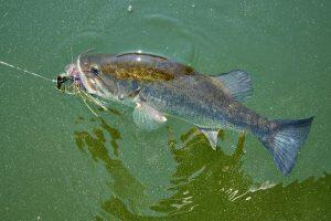 hooked largemouth bass in water 