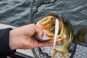 hand pulling hooked largemouth bass out of net