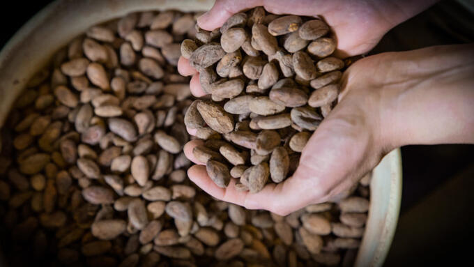 cupped hands filled with cacao beans over large grey container, also filled with cacao beans