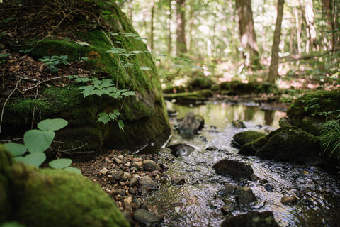 A close up image of a small stream and moss covered rocks in the forest